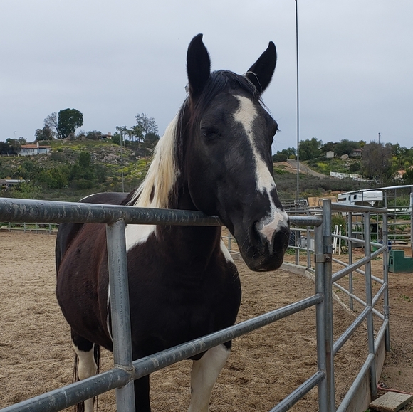 Meet your Posher, Lisa - Picture 1 of 1